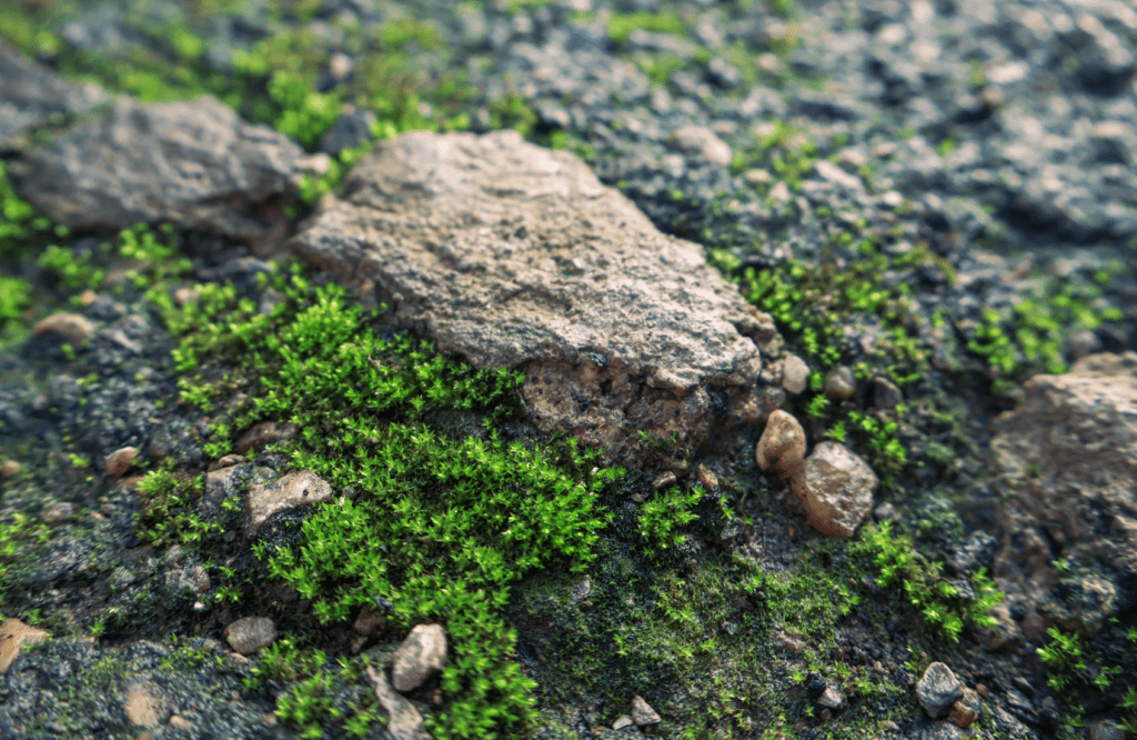 Lucy II, By William Wordsworth Poetry Catalog